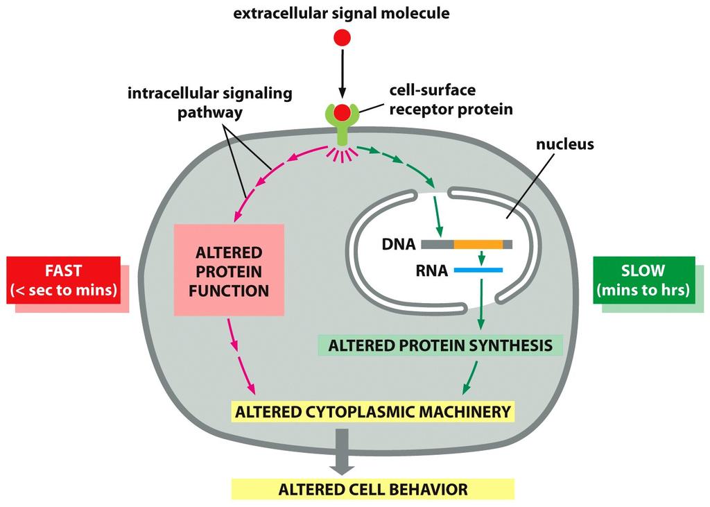 Cellular response to external signal molecule can be rapid or