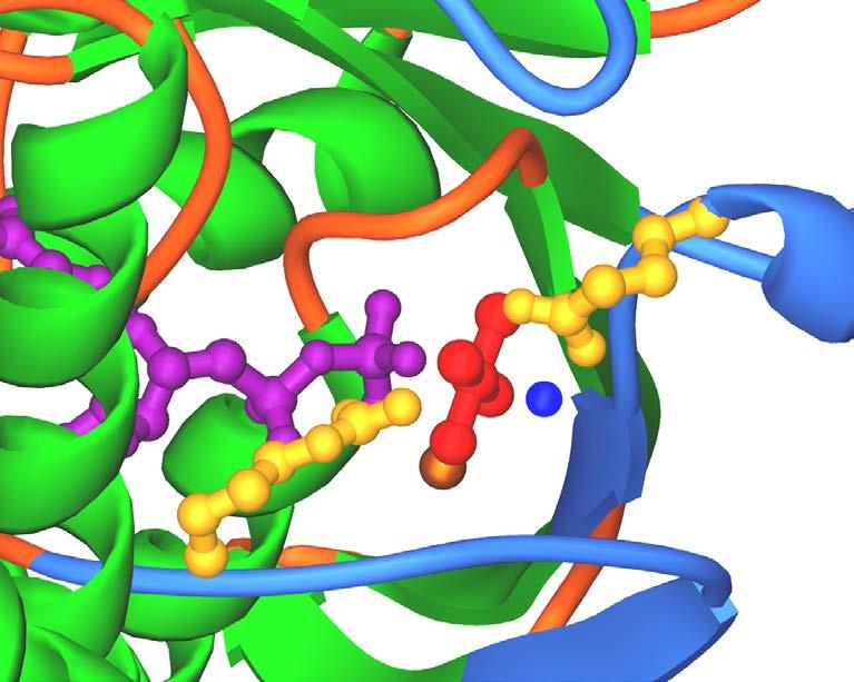 Arginine finger is critical for GTP hydrolysis Site of cholera