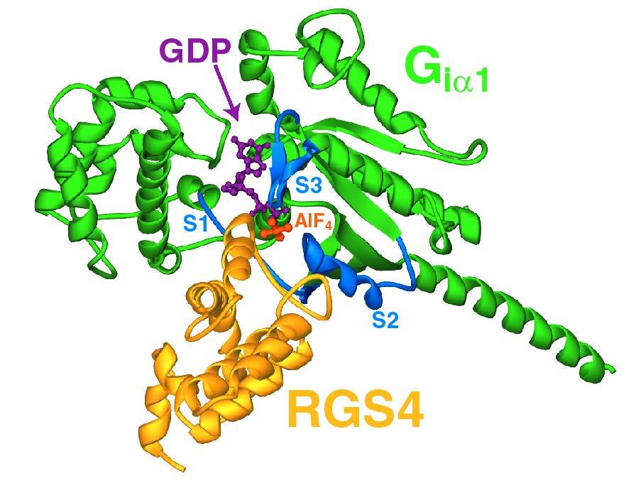 RGS proteins stabilize the