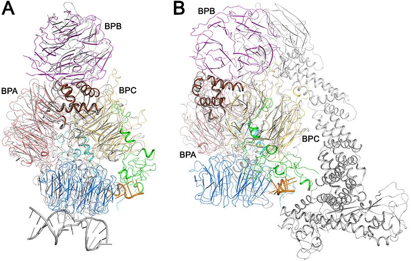 Fig. S9. Structural similarity between the CPSF-160 WDR33 complex and the DDB1 DDB2 complex. (A).
