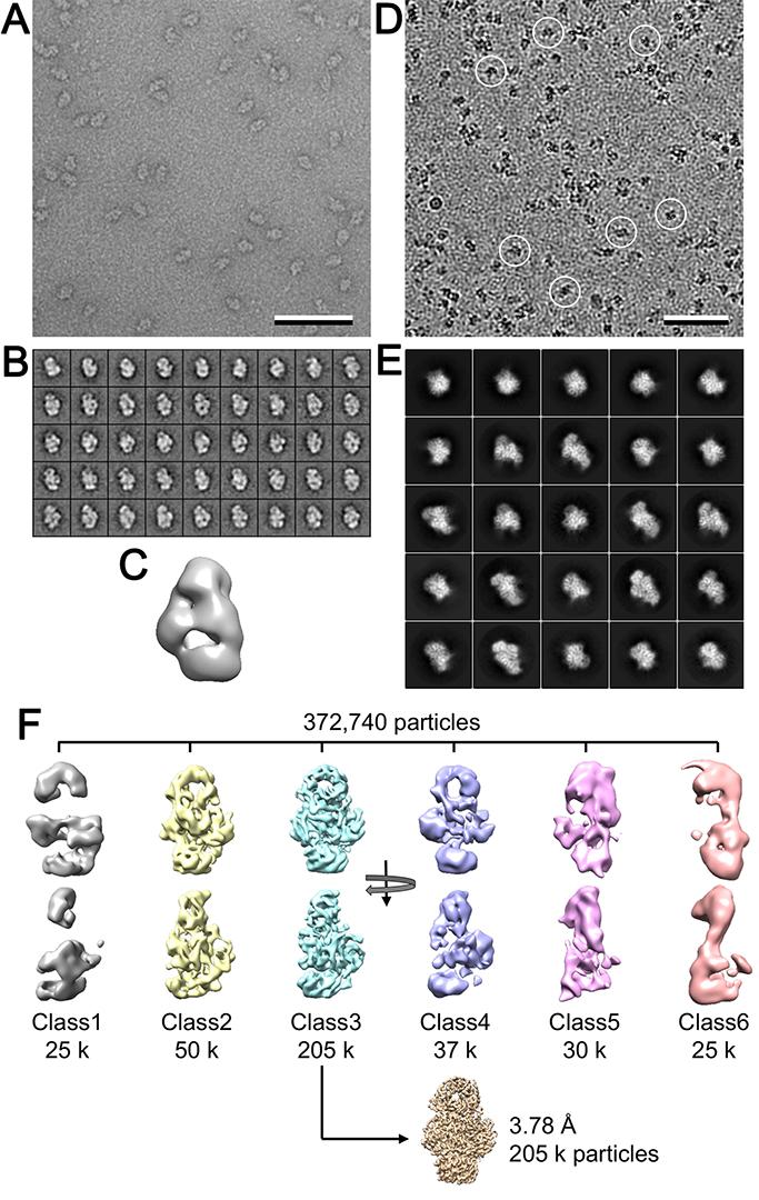 Fig. S1. Image processing of the CPSF-160 WDR33 complex. (A). Area of an image of the complex in negative stain. Scale bar: 50 nm. (B). Selected 2D class averages obtained with the ISAC algorithm.