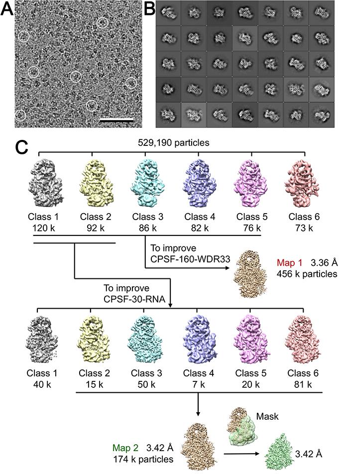 Fig. S2. Image processing of the CPSF-160 WDR33 CPSF-30 PAS RNA complex. (A). Area of a cryo-em image of the vitrified complex. Some particles are circled. Scale bar: 50 nm. (B).