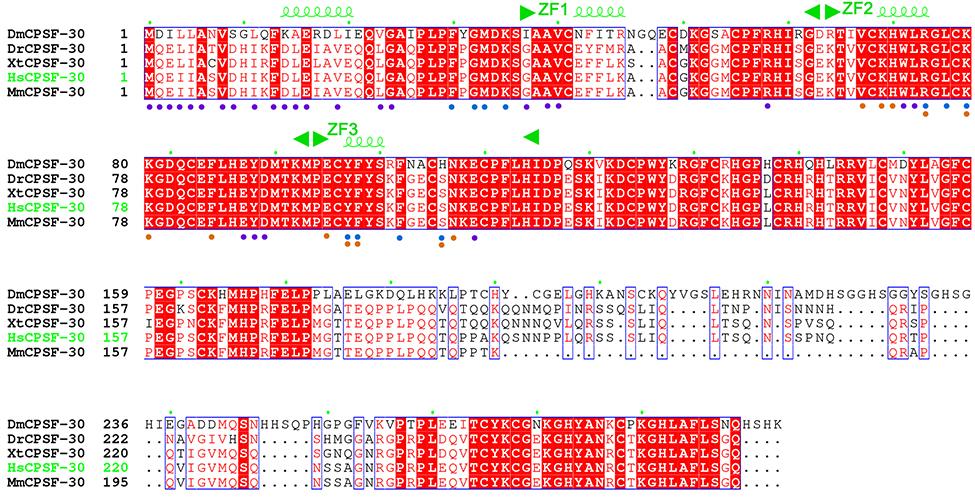 Fig. S6. Sequence alignment of selected CPSF-30 homologs. The secondary structure elements in the human CPSF- 30 structure are shown.