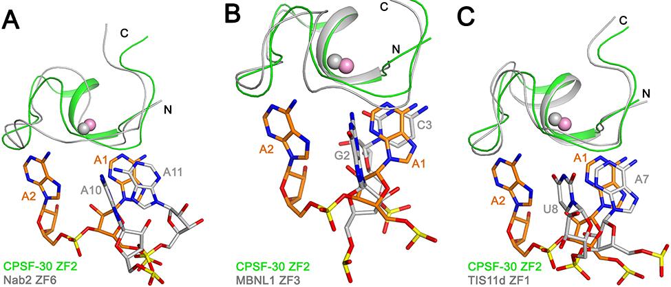 Fig. S7. Comparison of the RNA-binding mode in ZF2 of CPSF-30 with that in other CCCH zinc fingers. (A).