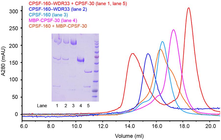 Fig. S8. Gel filtration profiles for purified mpsf proteins used for biochemical studies.