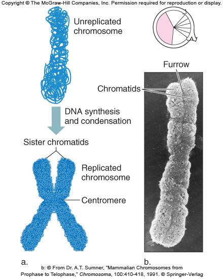 Replication of Chromosomes Chromosomes are replicated during S phase prior to