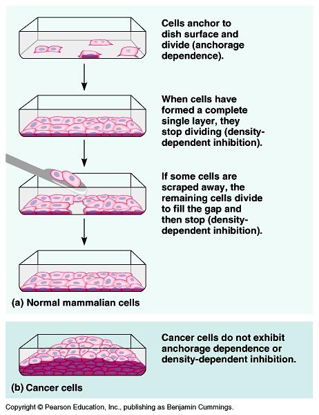 Behavior of normal and cancer cells in cell culture Density-dependent inhibition of cell