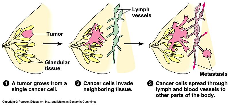 Cancer cells - Do not respond normally to control mechanisms - Form tumors The