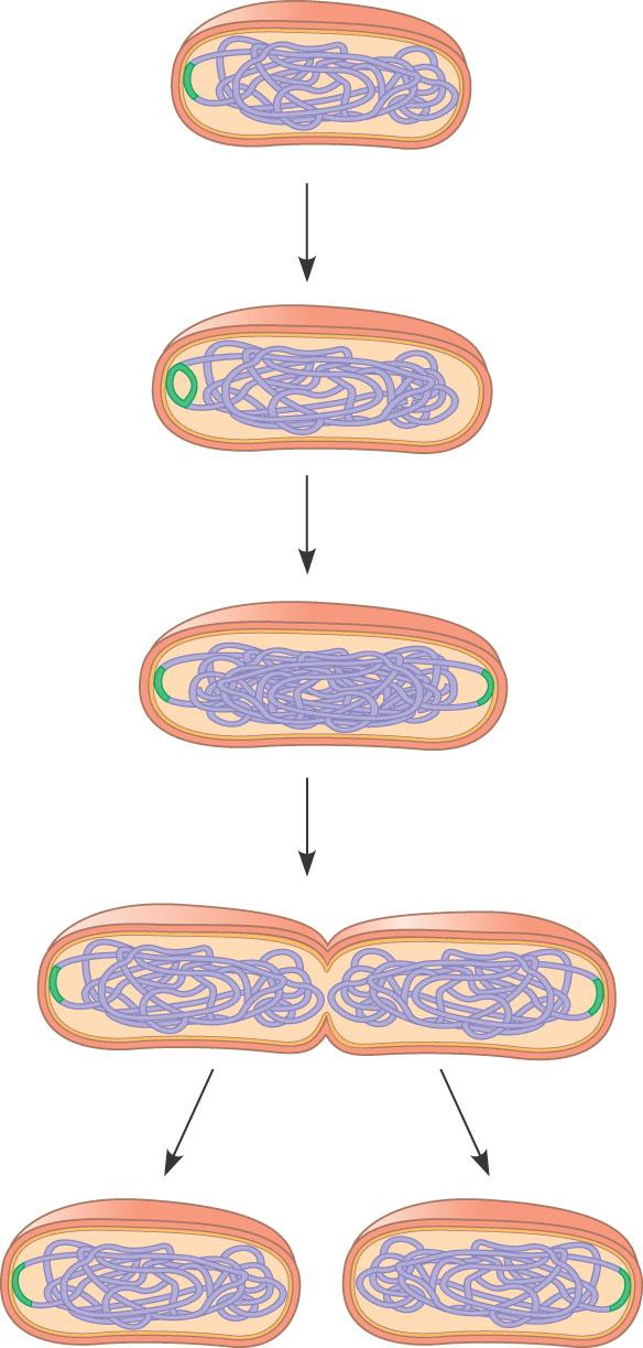 Prokaryotic cell division - Binary Fission - circular