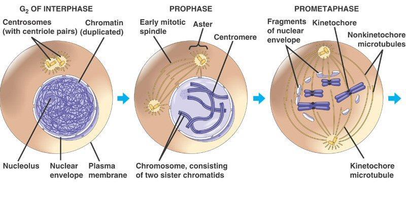 Each chromatid is attached to spindle with centromere Anaphase: Centromeres split Sister chromatids are pulled apart to opposite poles of the cell Each chromatid is now a