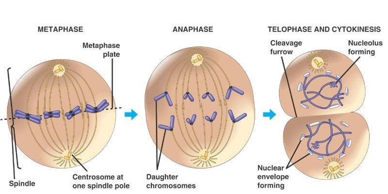 Cytokinesis Cytoplasm divides Two new daughter cells are now separate Cytokinesis usually occurs at the same time as telophase.
