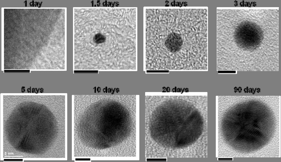 supplementary information Figure S7. High-resolution TEM images of the gold particles within the crystals grown from lysozyme and Au(I) at different growth stages (after 1 day, 1.