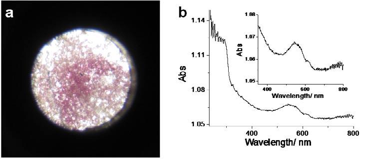 supplementary information Figure S1. The red lysozyme-au(i) crystal powder immobilized onto a Cary 5000 sample holder (a) and the corresponding solid state absorption spectra (b).