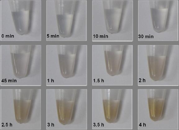 supplementary information Figure S4. Time-dependent photos of the disproportionation of 35 mm Au(I) in aqueous solution as a control.