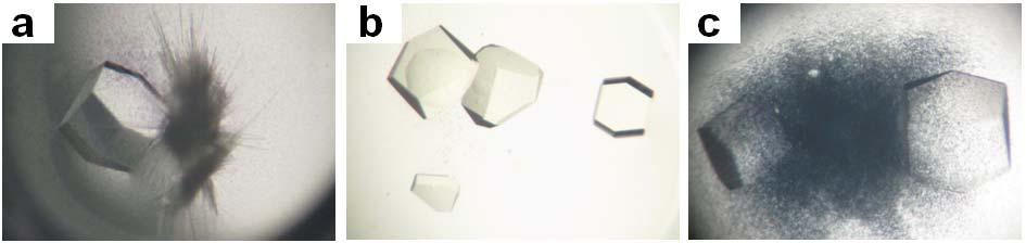 supplementary information Figure S5. Photos of the crystals grown from lysozyme and preformed gold nanoparticles of different sizes.