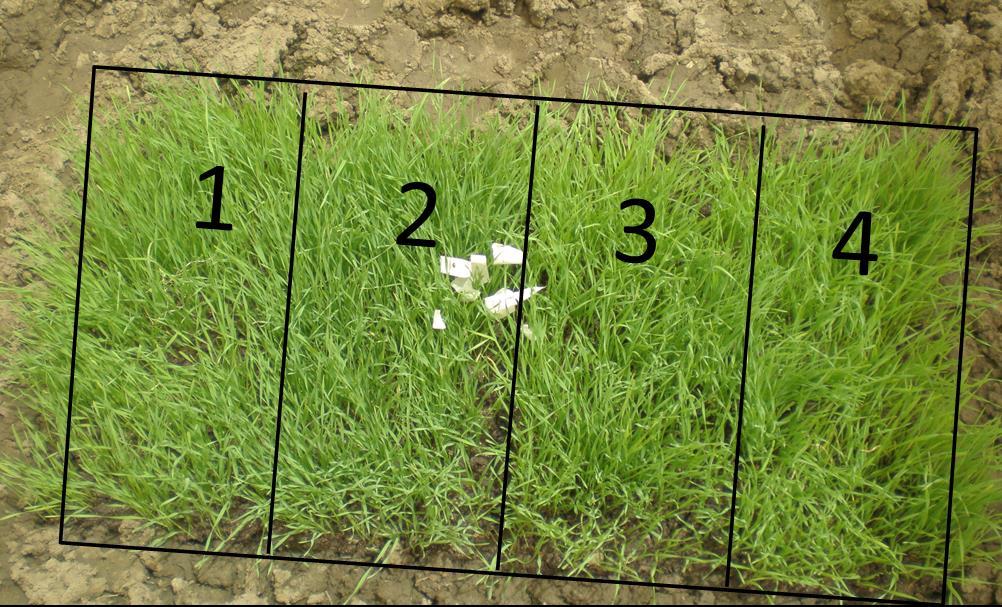 Figure 3. Arrangement of the wheat habitat in each field cage. Each wheat plot consisted of approximately 450 plants.