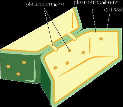 Organelles and Their Functions Cell Wall The cell wall is a rigid structure that surrounds
