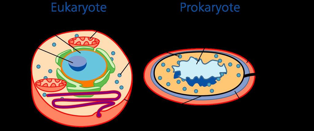 Organelles and Their Functions Prokaryotes and Eukaryotes Prokaryotic organisms are prokaryotic cells (single-cell organisms) and eukaryotic organisms are made of eukaryotic cells.