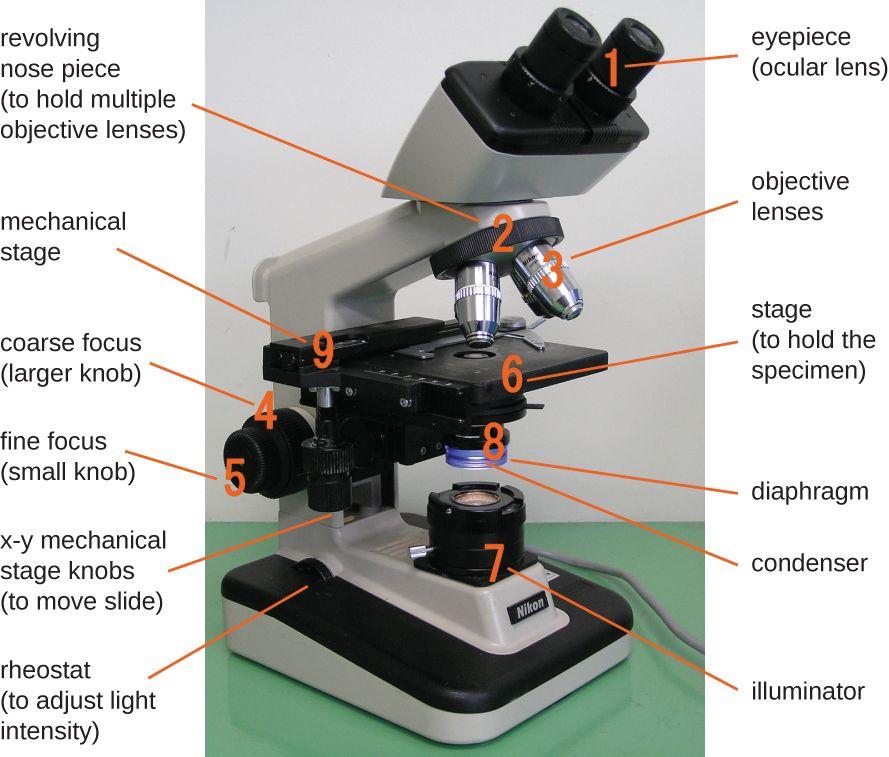 Preparing inputs for light microscopy One of the most commonly used microscopes is the brightfield microscope for which the specimens are prepared by fixation and/or staining.