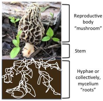 This figure shows the reproductive mushroom cap above ground and the fungal hyphae below ground.