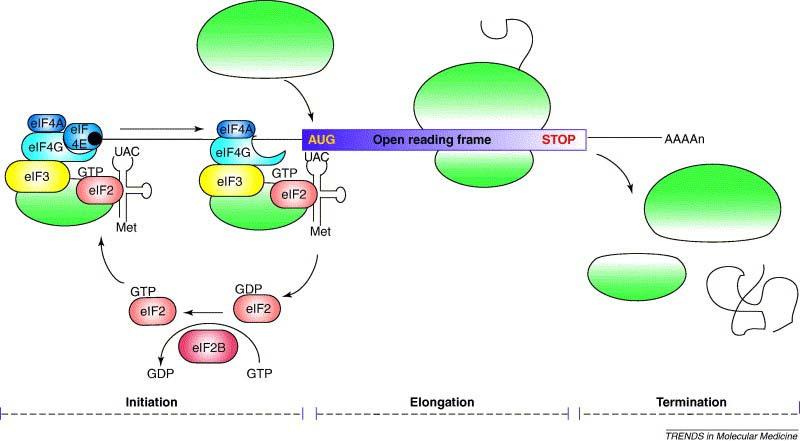 Translation is generally regulated at initiation Scanning Sites of regulation: Accessibility of mrna mrnp Activity of eif4e Phosphorylation of eif2α