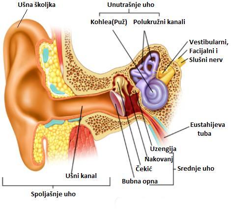 1. Anatomija ljudskog uha i auditivni sistem Ljudsko uho predstavlja instancu auditivnog sistema; ono je sastavni deo ĉulnog sistema zaduţenog za obradu zvuĉnih (mehaniĉkih) talasa.