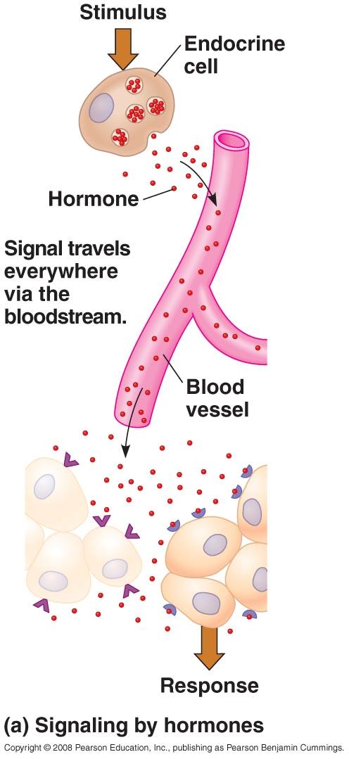 Coordination & Control 10 Endocrine System Signaling molecules released into bloodstream reach all locations in body Signaling molecule: hormones Cell must have