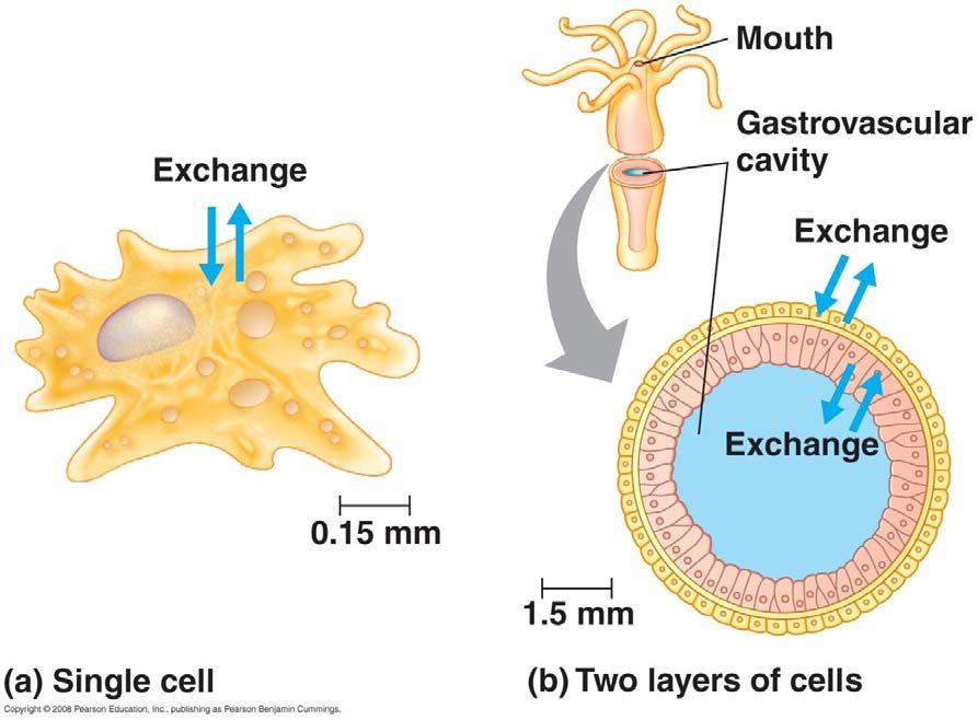Physical Constraints on Form & Function Single-cell organism: entire surface area contacts environment Simple organization in multicellular organisms Hydra: two cells thick with gastrovascular cavity