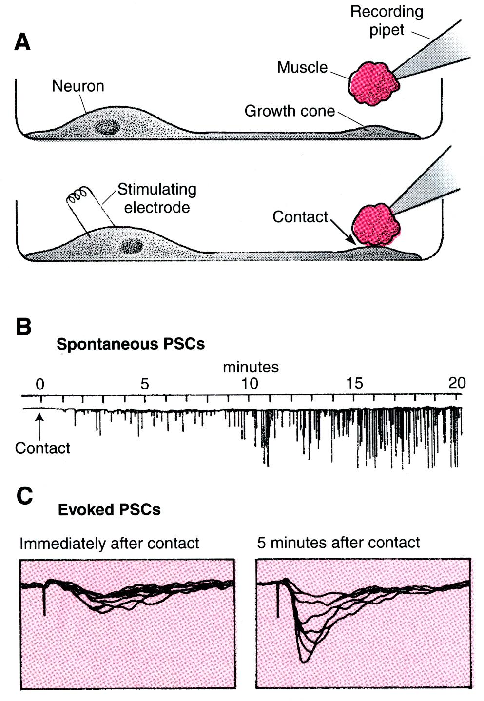 Presynaptic Differentiation: Contact with a Muscle Cell RAPIDLY Stimulates ACh Release Cultures of Xenopus spinal neurons were grown and pipets were used to record from round muscle cells and to