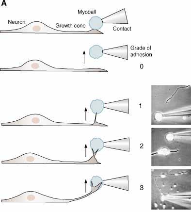 Rapid adhesion between growth cone and postsynaptic muscle cell A muscle cell was manipulated into contact with a growth cone in a dissociated
