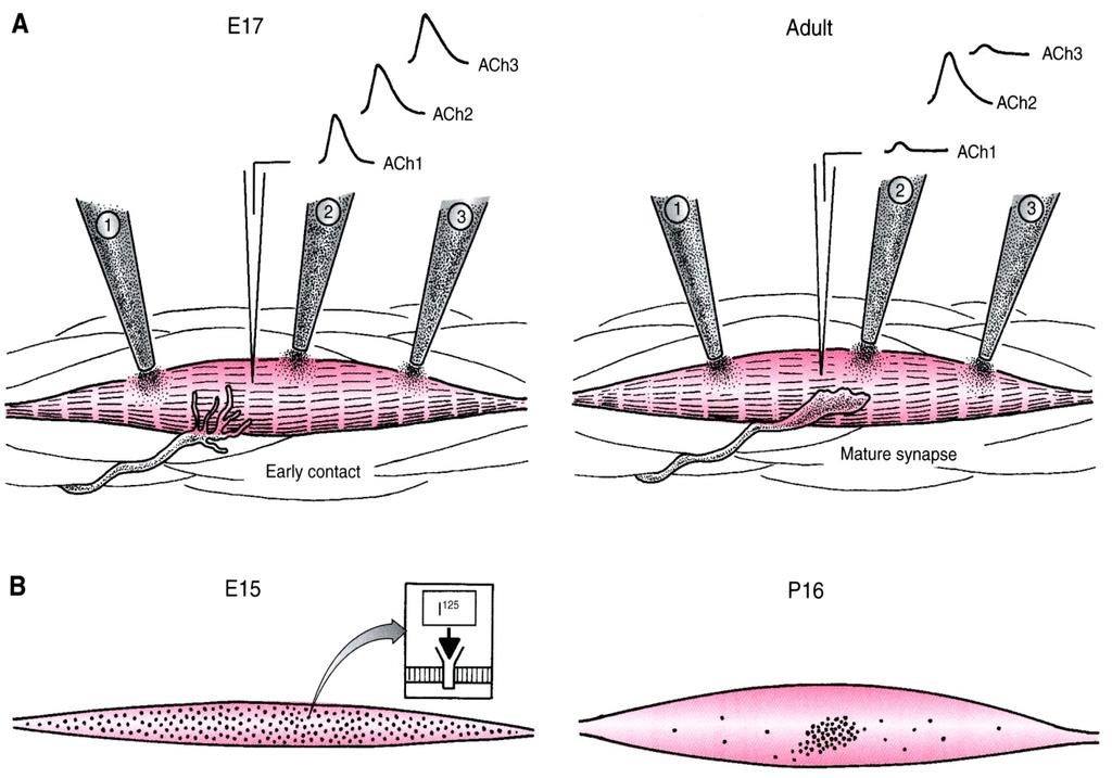 Postsynaptic Differentiation: AChR clusters form during development ACh was applied to different areas of a muscle cell while the evoked response was monitored with an intracellular pipet.