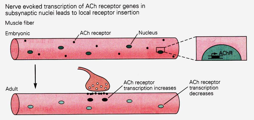 Neuregulin regulates synapse specific AChR expression Expression of Ach receptor genes is modulated as the myotube matures: initially, AChR genes are expressed throughout the myotube