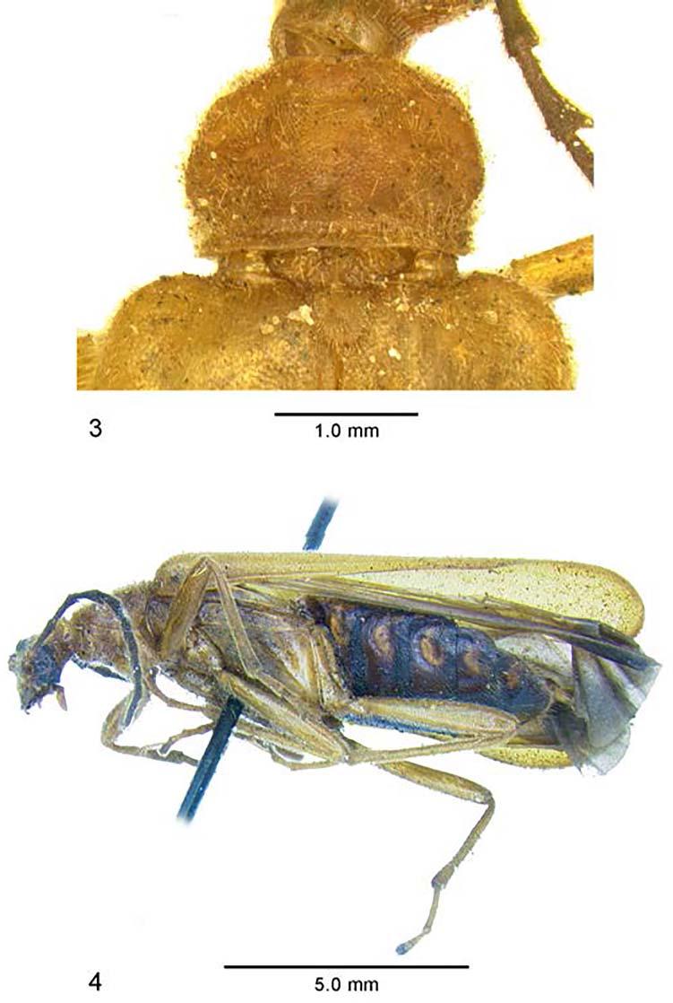A NEW GENUS OF PYROCHROIDAE FROM INDIA INSECTA MUNDI 0468, February 2016 7 Figures 3 4.
