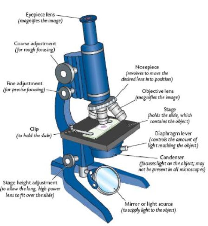 Exploring the Cell A microscope, as you know, produces an enlarged image of something very small. Most microscopes use lenses to magnify the image of an object by focusing and light or electrons.