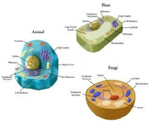 Prokaryotic cells do not separate their genetic material within a