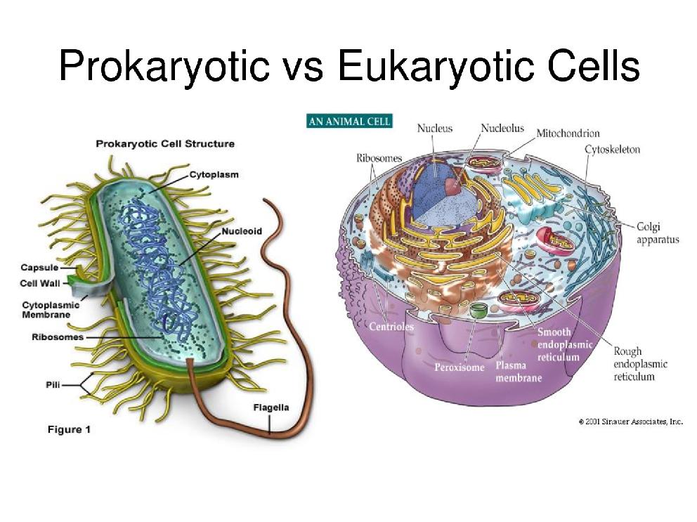 Despite their simplicity, prokaryotes carry out every activity