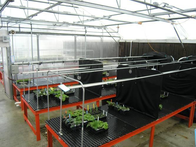 Photoperiod environments were set up in one greenhouse for mist propagation, and a second greenhouse with hand irrigation for growing on rooted liners.