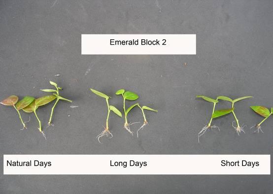 On January 10, trays were split into equal groups of 6 plants. Half of the trays received a spray application at 500 ppm on Jan 10 2009 and a second spray at 500 ppm two weeks later on Jan 21 2009.