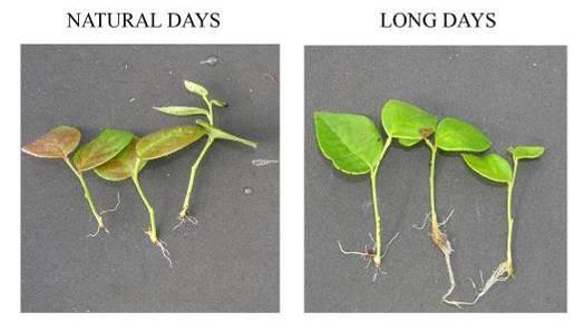 and photoperiod effect on rooted liners (single spray application of ) On January 10, 2009, rooted cuttings from the second shipment received a single application of at 500 ppm.