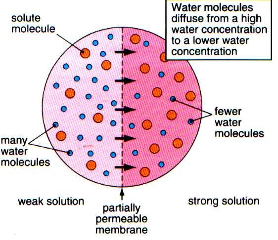 Biology Form 3 Page 9 Ms. R. Buttigieg b) OSMOSIS A special kind of diffusion involving water molecules. It occurs when 2 solutions are separated by a partially permeable membrane.