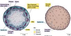 Stems: Plant Transport System Herbaceous Stems The xylem and phloem of stems are grouped together in vascular bundles.