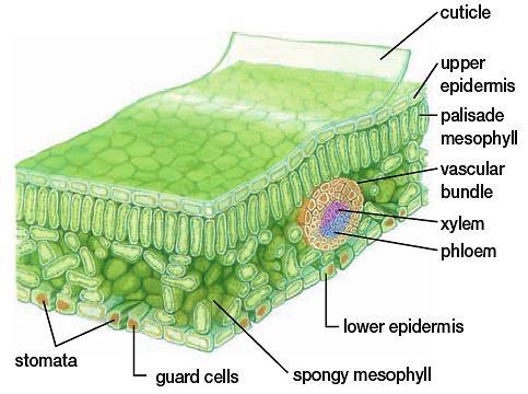 Phloem Lower epidermis Stomata Guard Cells Spongy mesophyll Leaves: Plant Transport & Energy System Leaf Structure Letter Structure Color