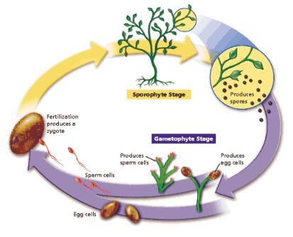 PLANT LIFE CYCLE Sporophyte plant = 2N Spores are 1N Zygote = 2N Gametophyte plant = 1N ALTERNATION OF GENERATIONS
