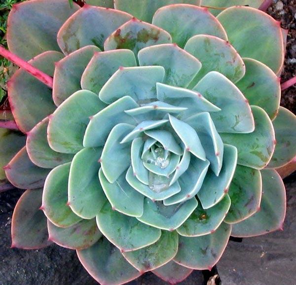 Succulents: store water in their leaves and/ or stems the storage of water