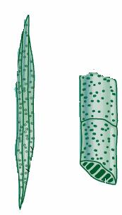 There are two types of xylem cells: Tracheids: Long and tapered, with angled endplates that connect cell to cell