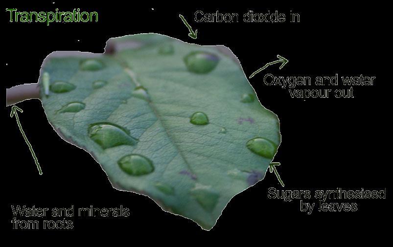 The process of transpiration STEP THREE: Transpiration is the process where plants lose water from their leaves. Water enters a plant through root hairs.