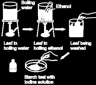 Starch test A positive test for starch is the leaf turning blue- black when iodine is added. The starch is the storage product of the plant when it produces photosynthesis.