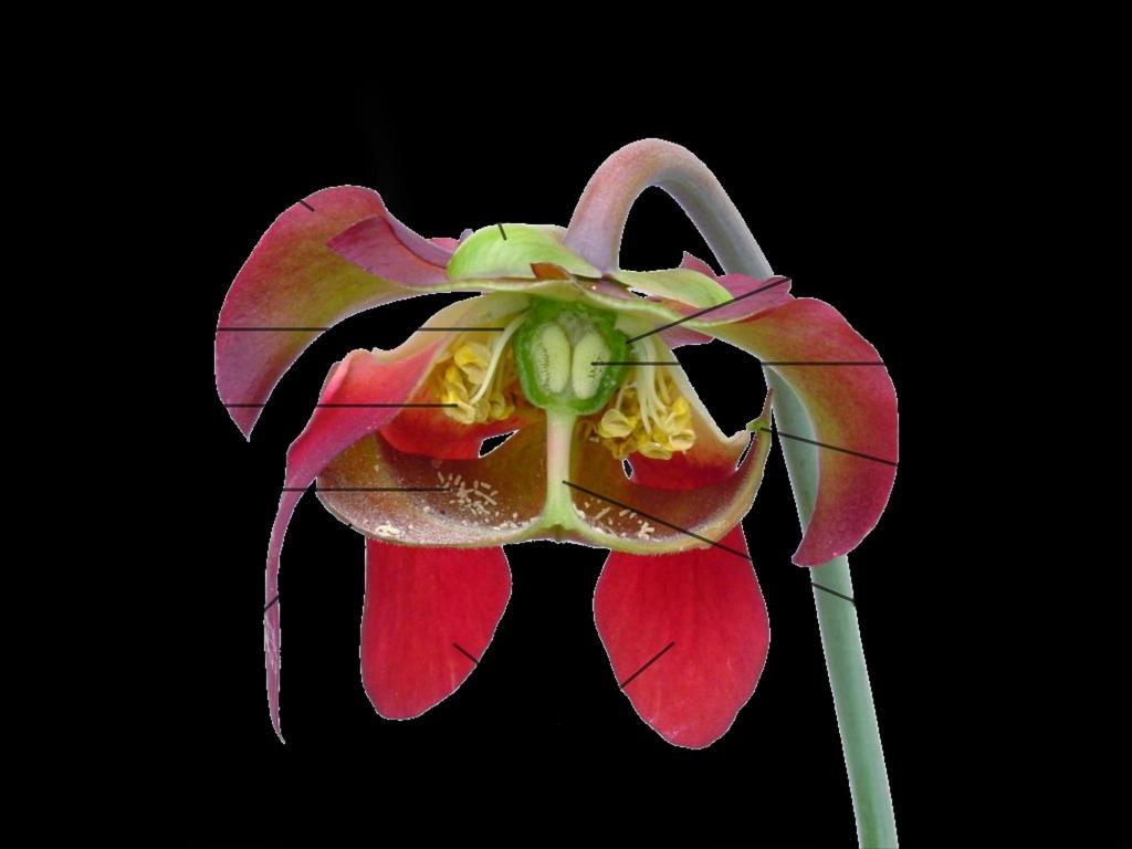 The structure of a flower Insect / bird - pollinated flowers have visible, often colourful petals that surround the flower's sexual reproduction parts.