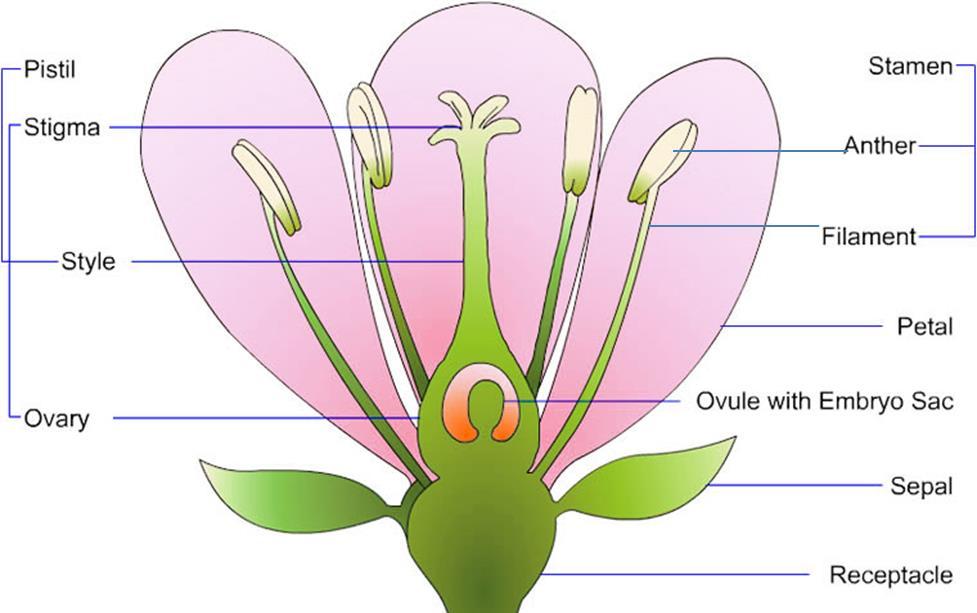 Drawing and labelling a flower The main parts of a typical flower that are pollinated by an animal such as a bird or insect, is shown below in a cross-section drawing.
