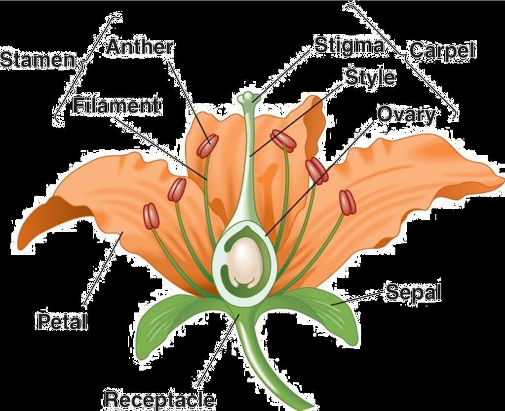 The reproductive parts of an insect-pollinated flower The male part of a flower is called the stamen. The pollen is produced in the anther which is held up by the filament.
